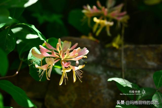 园丁随笔:原来我种了那么多年的金银花是棵红白忍冬 园丁随笔:原来我种了那么多年的金银花是棵红白忍冬