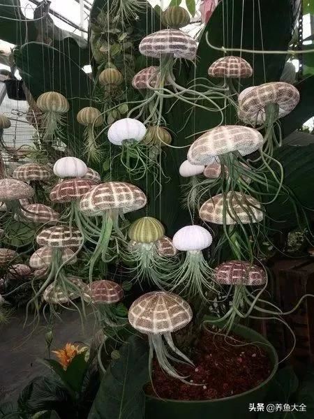 古树开花，别样的风韵！