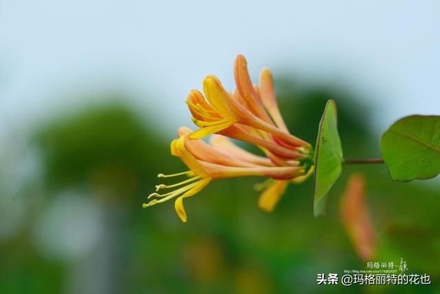 园丁随笔:原来我种了那么多年的金银花是棵红白忍冬 园丁随笔:原来我种了那么多年的金银花是棵红白忍冬