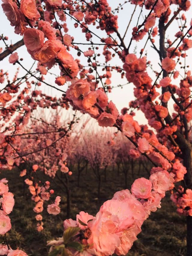 奥林匹克公园的春色