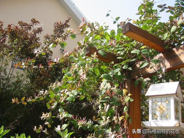 园丁随笔:原来我种了那么多年的金银花是棵红白忍冬 园丁随笔:原来我种了那么多年的金银花是棵红白忍冬