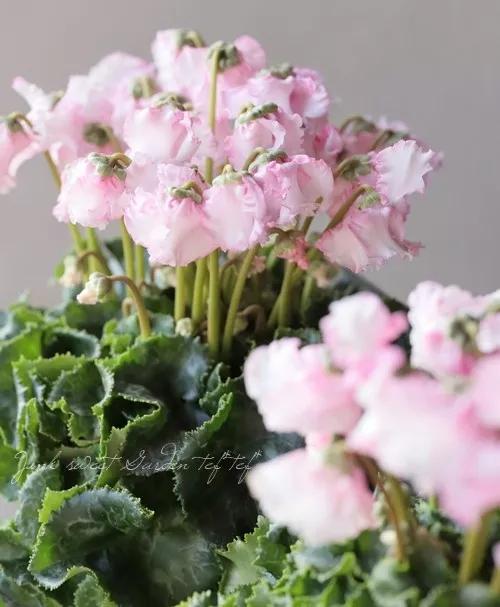 花期200天！年年开爆、年年复花，猜猜你认识她吗？