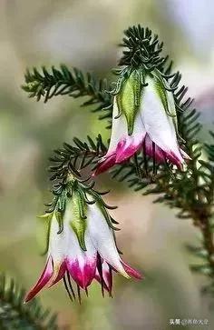 古树开花，别样的风韵！