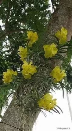 古树开花，别样的风韵！