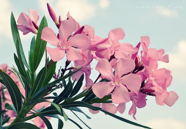 连花蜜都有毒的夹竹桃，凭什么能在南方城市“烂大街”