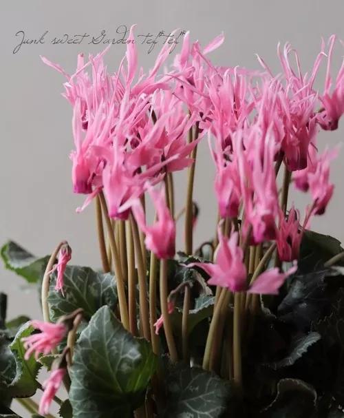 花期200天！年年开爆、年年复花，猜猜你认识她吗？