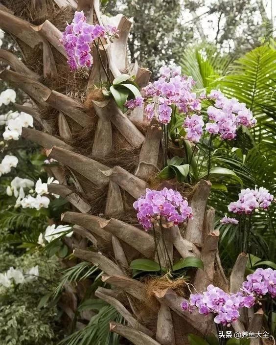 古树开花，别样的风韵！