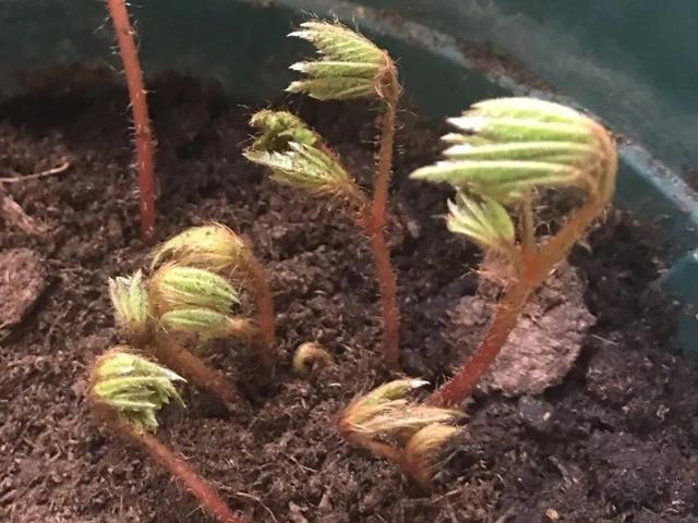 今年流行的小众花，颜值高气质佳，养一盆就够了