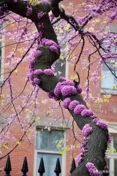 古树开花，别样的风韵！