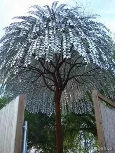 古树开花，别样的风韵！