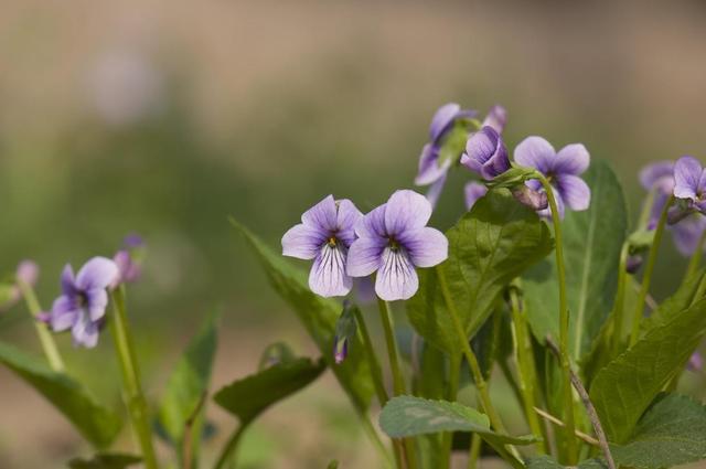 山间一种野草，花色特别是紫花，价值高遇到要珍惜