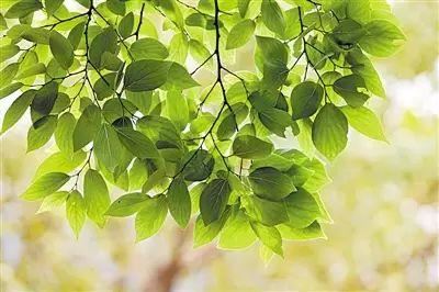 植物，那些你踩过的坑，那些你读错的字