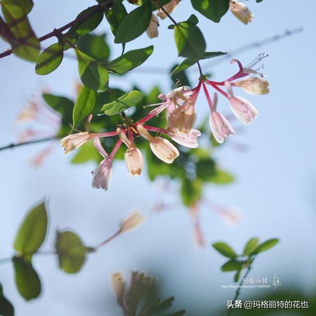 园丁随笔:原来我种了那么多年的金银花是棵红白忍冬 园丁随笔:原来我种了那么多年的金银花是棵红白忍冬