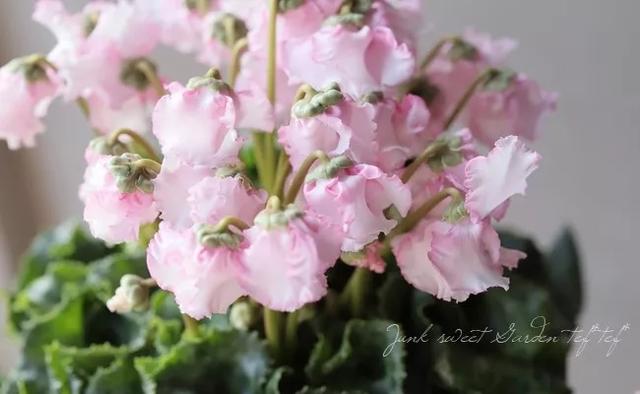 花期200天！年年开爆、年年复花，猜猜你认识她吗？