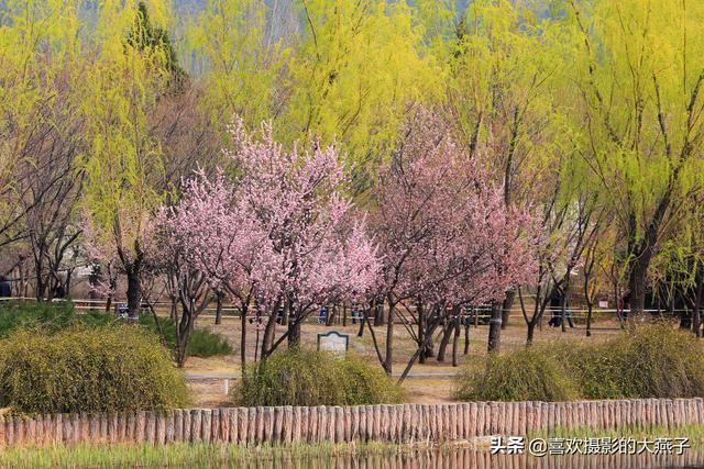 北京：植物园春花竞相开放，迎来最美春色