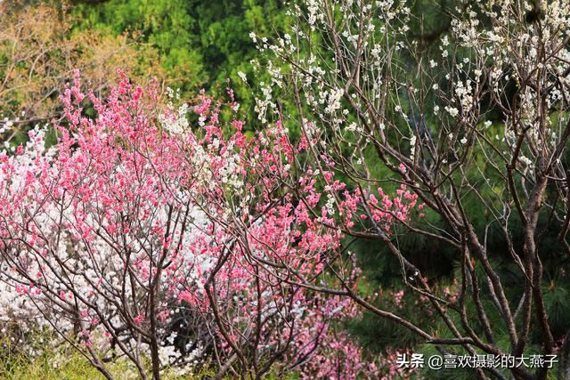 北京：植物园春花竞相开放，迎来最美春色
