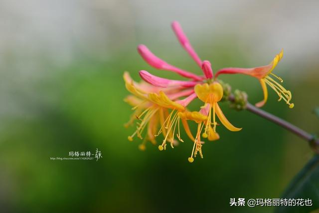 园丁随笔:原来我种了那么多年的金银花是棵红白忍冬 园丁随笔:原来我种了那么多年的金银花是棵红白忍冬