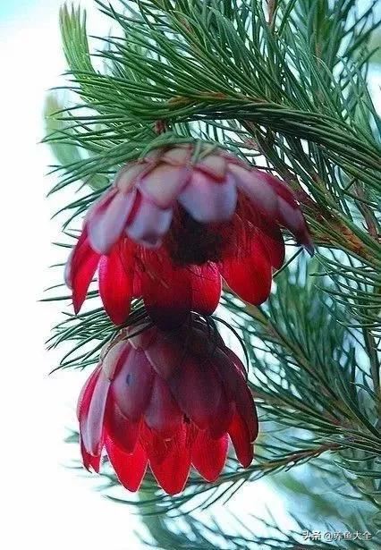 古树开花，别样的风韵！