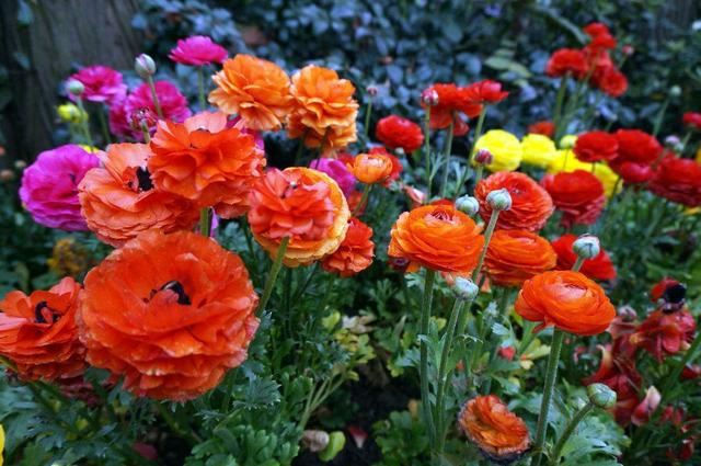 “芹菜花”听名字土气，开花胜牡丹花，层层叠叠的花瓣还是外国货