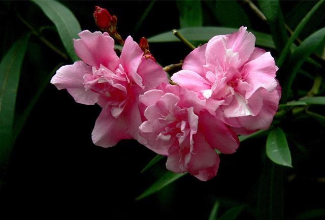 连花蜜都有毒的夹竹桃，凭什么能在南方城市“烂大街”