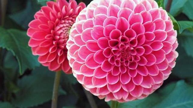一种好养的“地瓜花”，枝头全是大花球，花色艳丽堪比牡丹