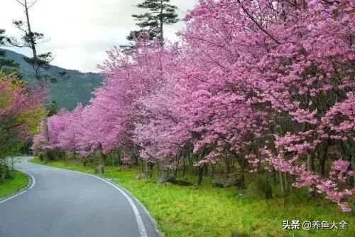 古树开花，别样的风韵！