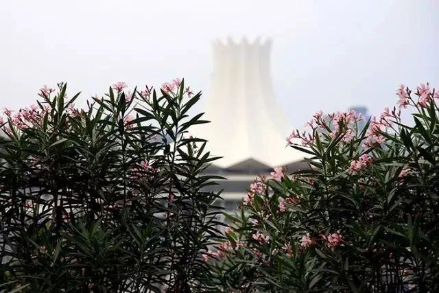 连花蜜都有毒的夹竹桃，凭什么能在南方城市“烂大街”