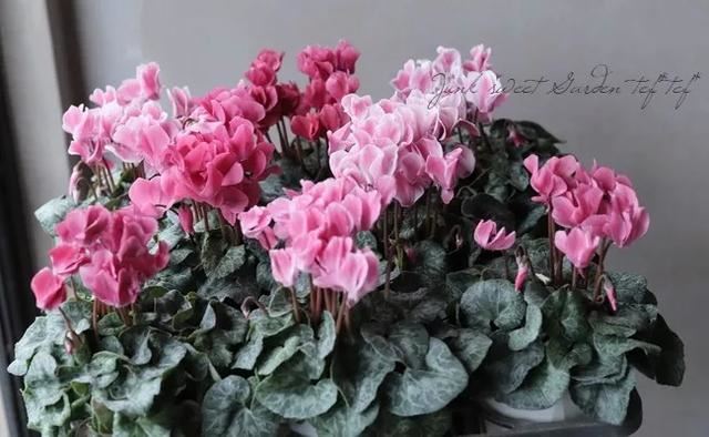 花期200天！年年开爆、年年复花，猜猜你认识她吗？