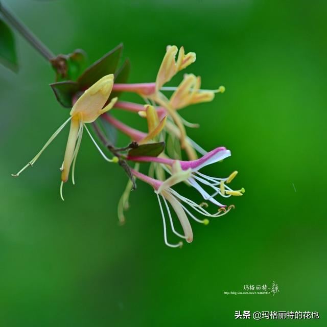 园丁随笔:原来我种了那么多年的金银花是棵红白忍冬 园丁随笔:原来我种了那么多年的金银花是棵红白忍冬