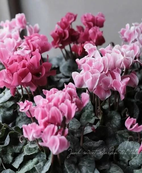 花期200天！年年开爆、年年复花，猜猜你认识她吗？