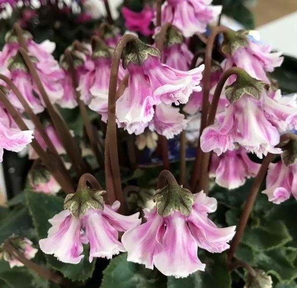 花期200天！年年开爆、年年复花，猜猜你认识她吗？
