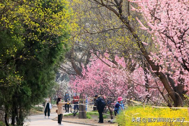 北京：植物园春花竞相开放，迎来最美春色