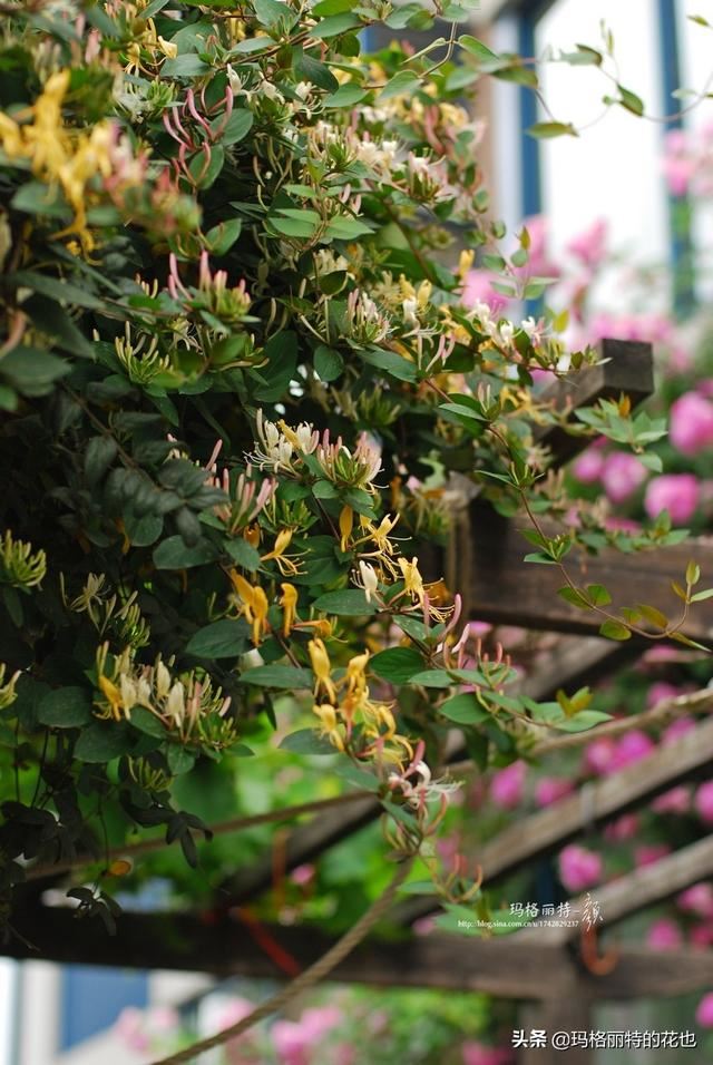 园丁随笔:原来我种了那么多年的金银花是棵红白忍冬 园丁随笔:原来我种了那么多年的金银花是棵红白忍冬