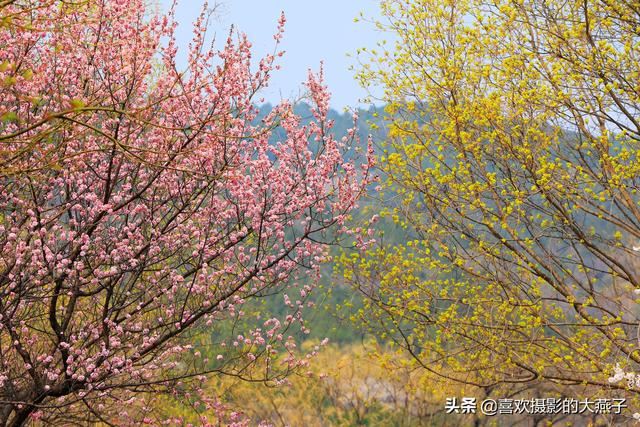 北京：植物园春花竞相开放，迎来最美春色