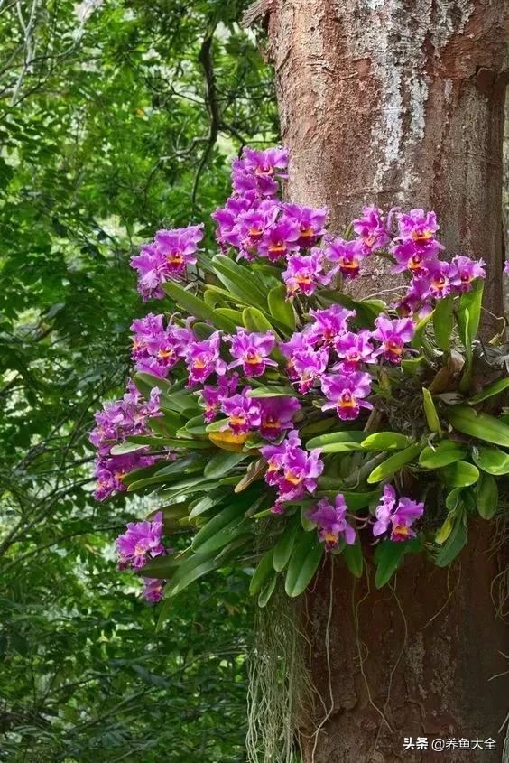 古树开花，别样的风韵！