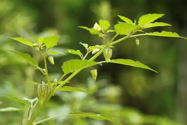 植物，那些你踩过的坑，那些你读错的字