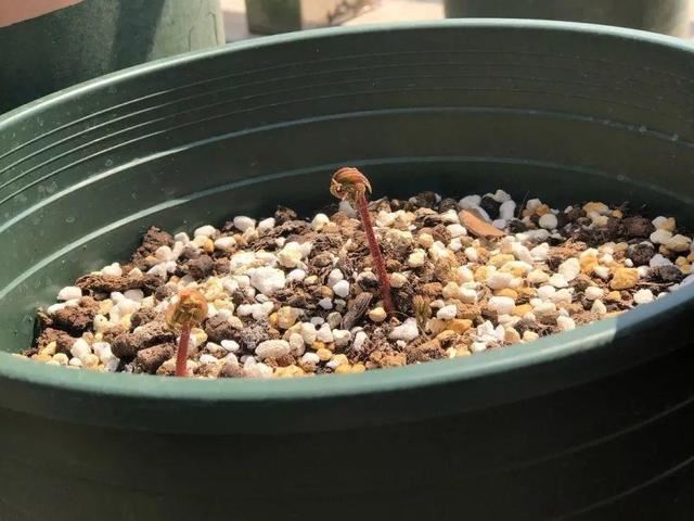 今年流行的小众花，颜值高气质佳，养一盆就够了