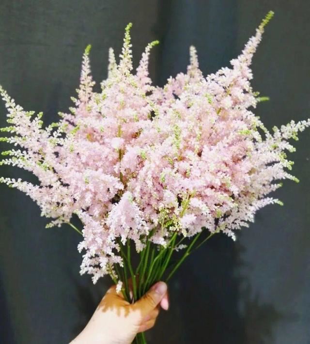 今年流行的小众花，颜值高气质佳，养一盆就够了