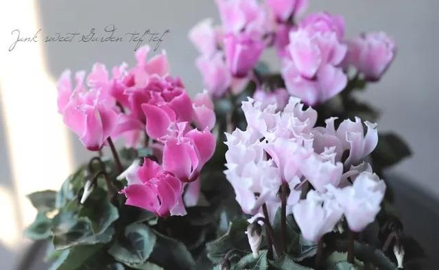 花期200天！年年开爆、年年复花，猜猜你认识她吗？