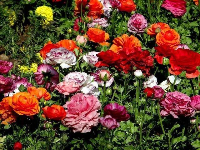 “芹菜花”听名字土气，开花胜牡丹花，层层叠叠的花瓣还是外国货