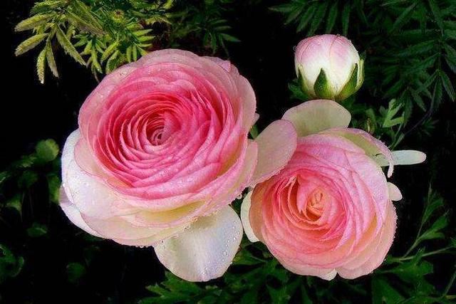 “芹菜花”听名字土气，开花胜牡丹花，层层叠叠的花瓣还是外国货