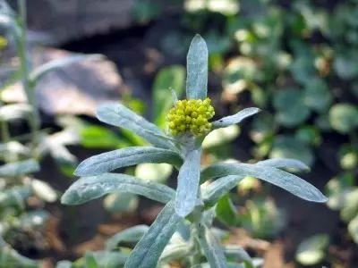 植物，那些你踩过的坑，那些你读错的字