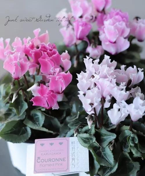 花期200天！年年开爆、年年复花，猜猜你认识她吗？