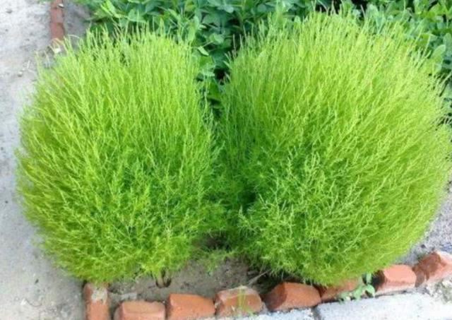 堪称世界上最委屈的植物，在日本被当成国宝，在中国被做成扫把