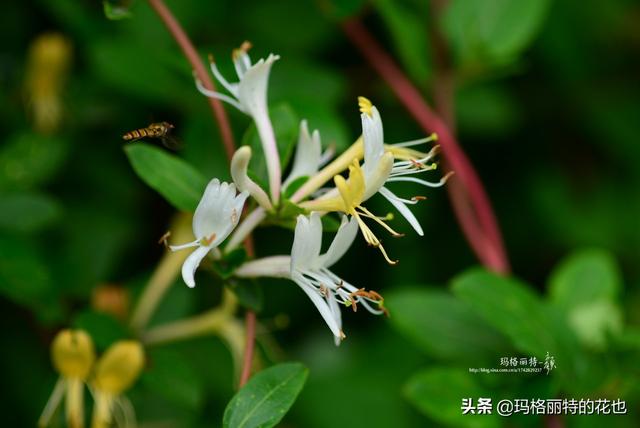 园丁随笔:原来我种了那么多年的金银花是棵红白忍冬 园丁随笔:原来我种了那么多年的金银花是棵红白忍冬