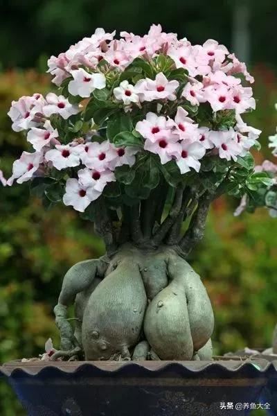 古树开花，别样的风韵！