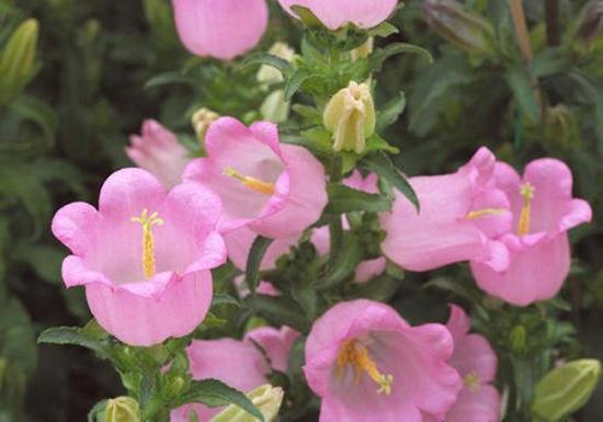 乡间小路上的“铃铛花”，花色多样颜值不俗，挖一棵回家也能养