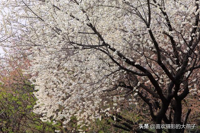 北京：植物园春花竞相开放，迎来最美春色