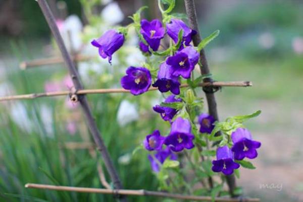 乡间小路上的“铃铛花”，花色多样颜值不俗，挖一棵回家也能养