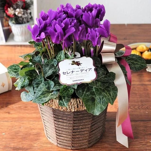 花期200天！年年开爆、年年复花，猜猜你认识她吗？
